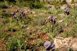 Al-Arz;Iris;Iris-Cedreti;Kaleidos;Kaleidos-images;Lebanon;Middle-East;Near-East;Proche-Orient;Tarek-Charara;Flowers;Endemic;Endangered-species;Endemic-species;Critically-endangered;Critically-endangered-species